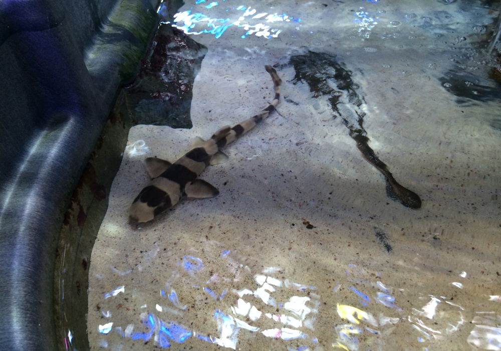  Bamboo  Shark  Banded Catshark Sml